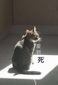 爱到死爱到疯